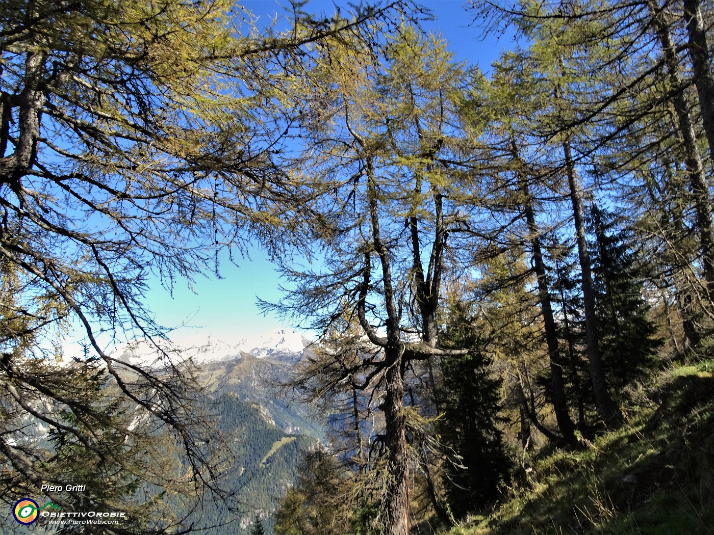 56 Sul sentierino di salita dal Passo di Monte Colle al Pizzo Badile larici colorati d'autunno.JPG